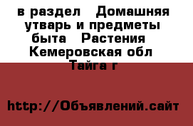  в раздел : Домашняя утварь и предметы быта » Растения . Кемеровская обл.,Тайга г.